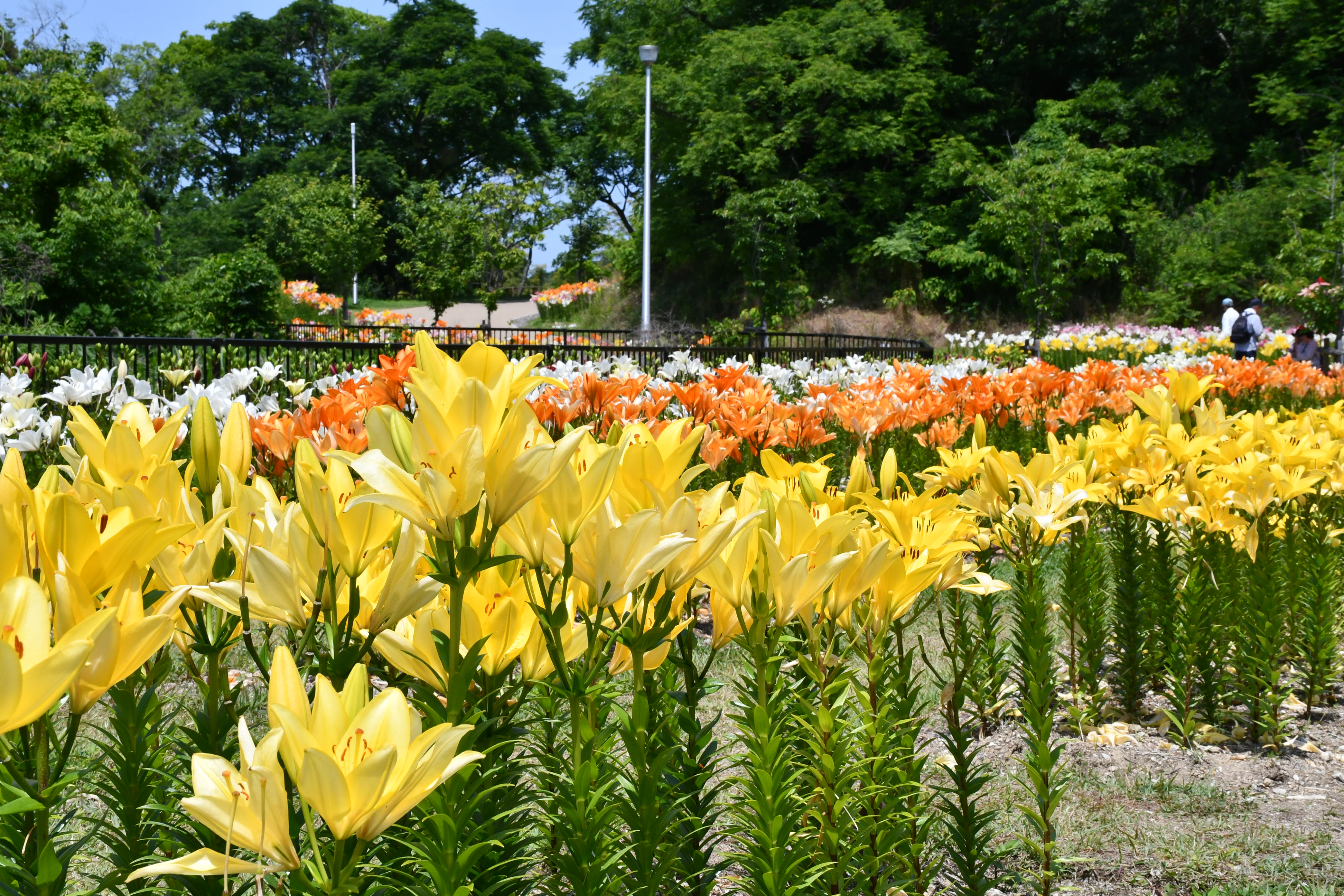 ユリロード（6月）