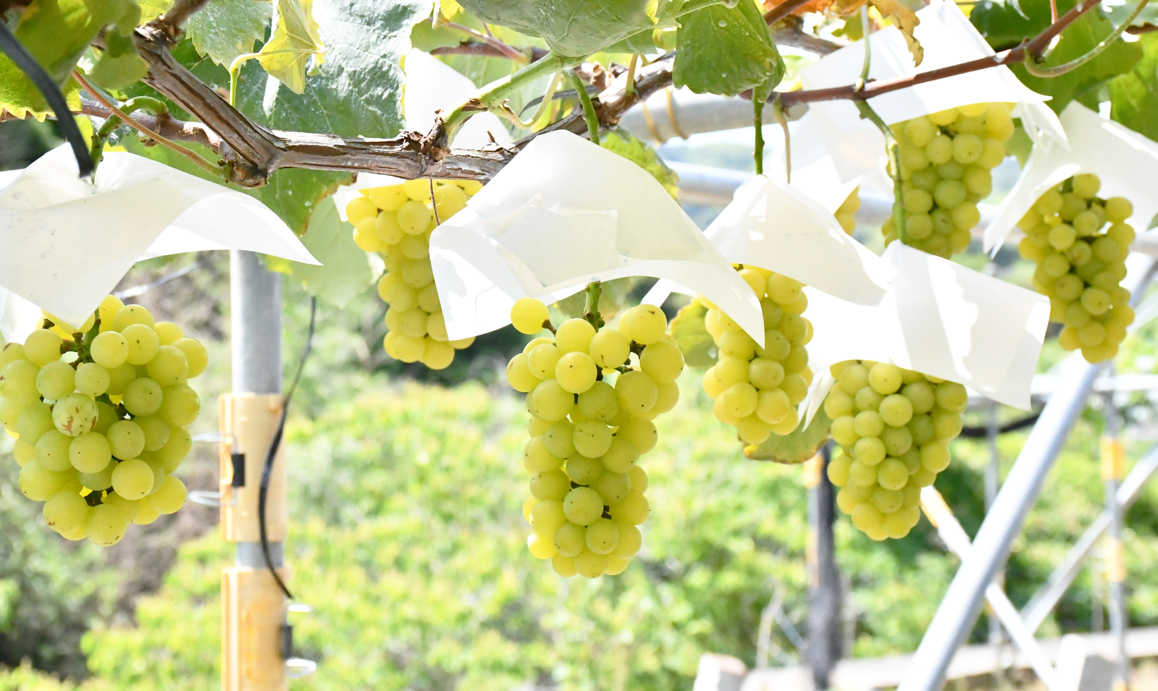 ぶどう畑（8月）