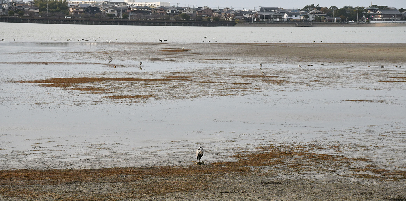 冬の久米田池（12月）