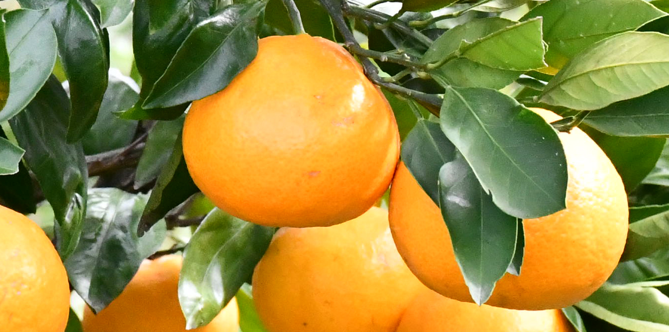 北阪町のみかん（12月）