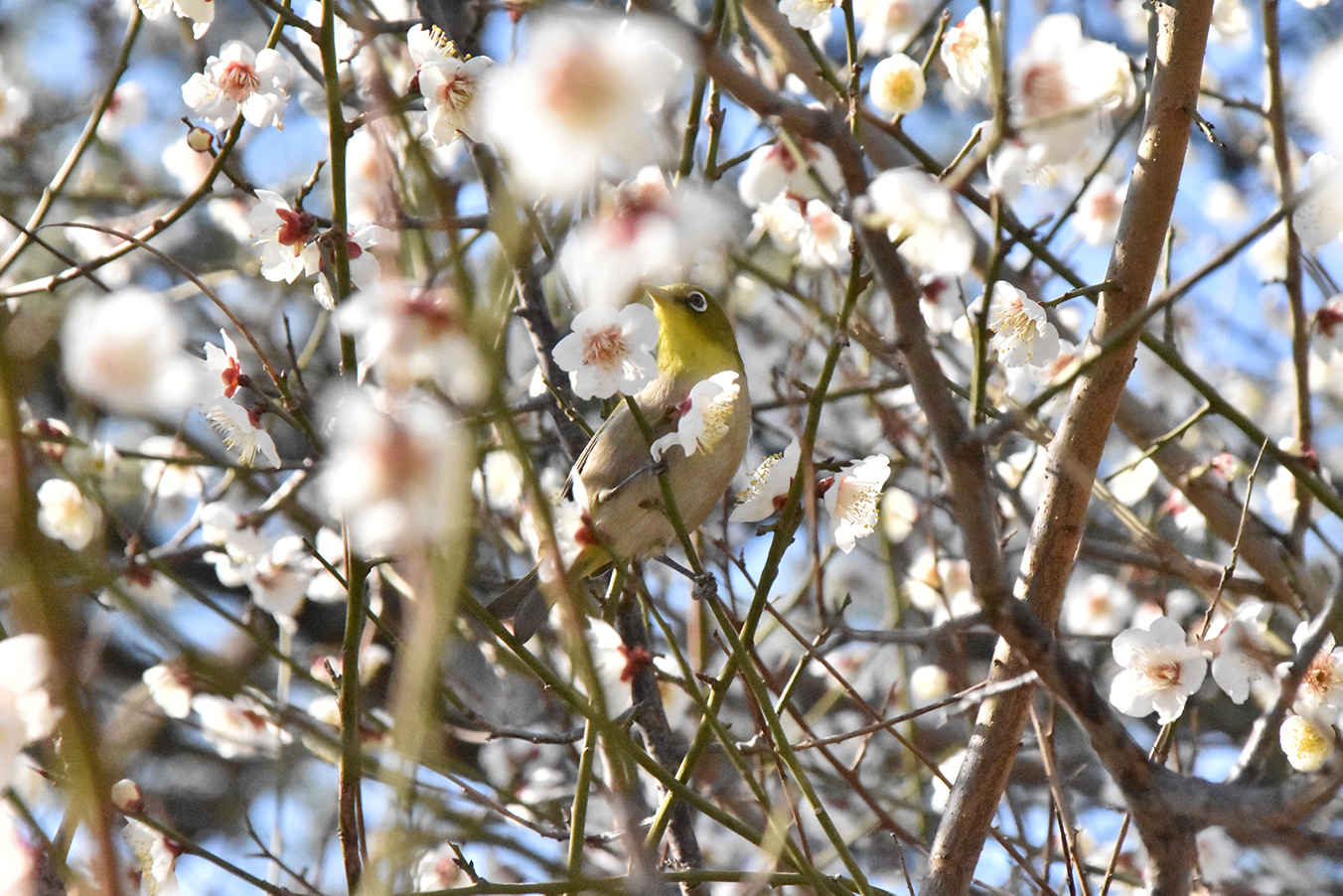 梅とメジロ（2月）