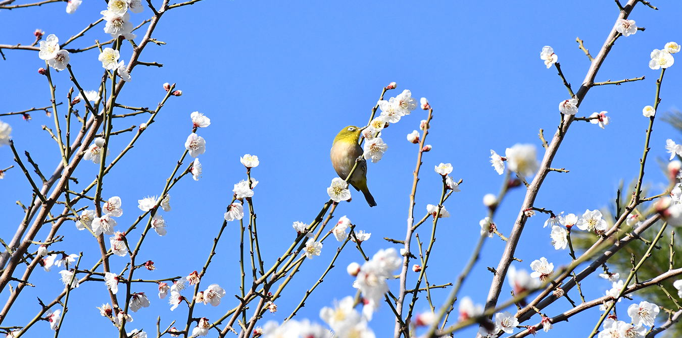 梅とメジロ（3月）