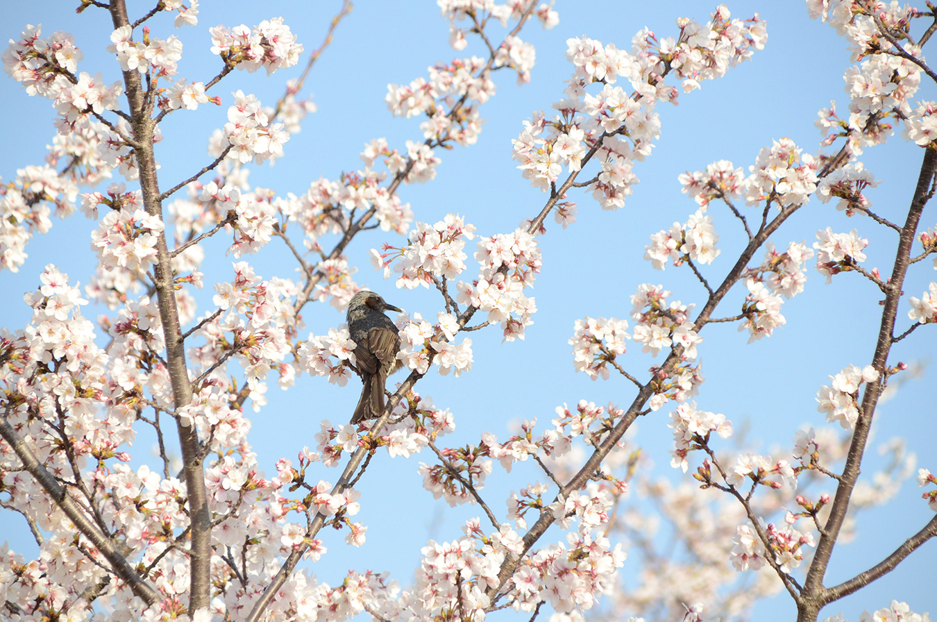 中央公園の桜（4月）