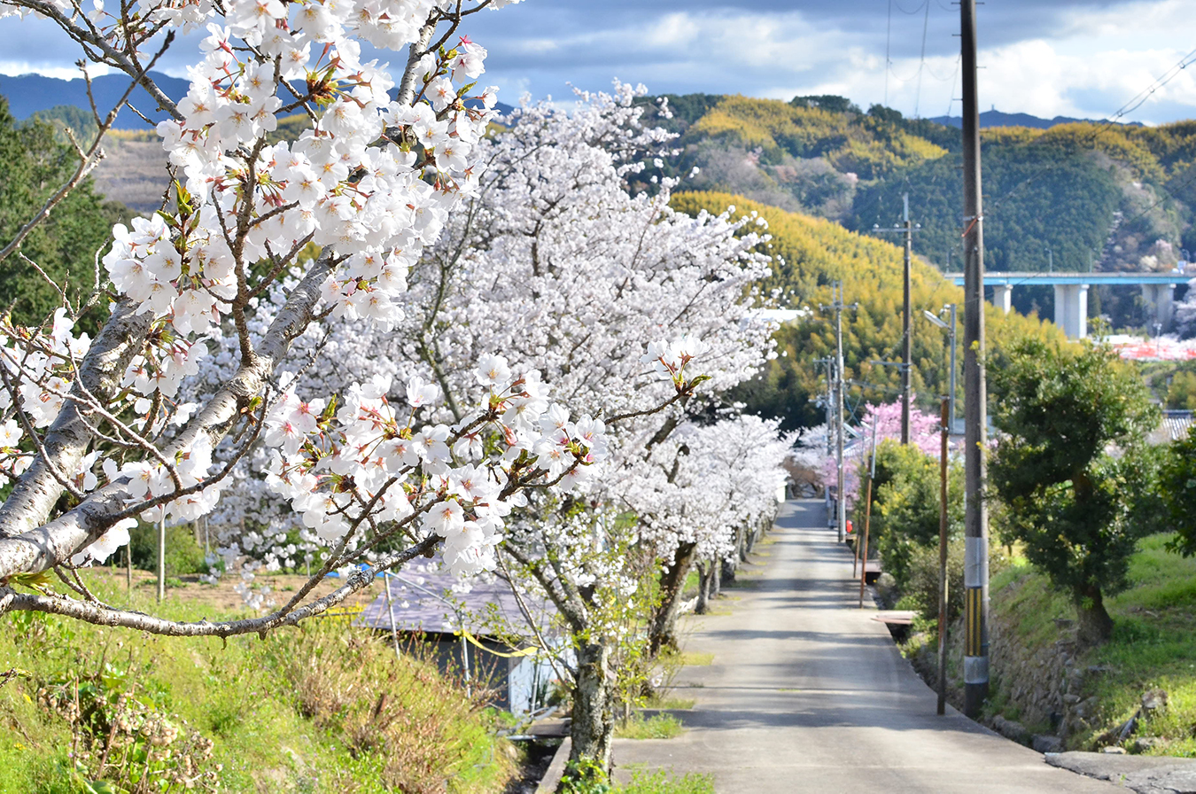 神於寺の桜（4月）