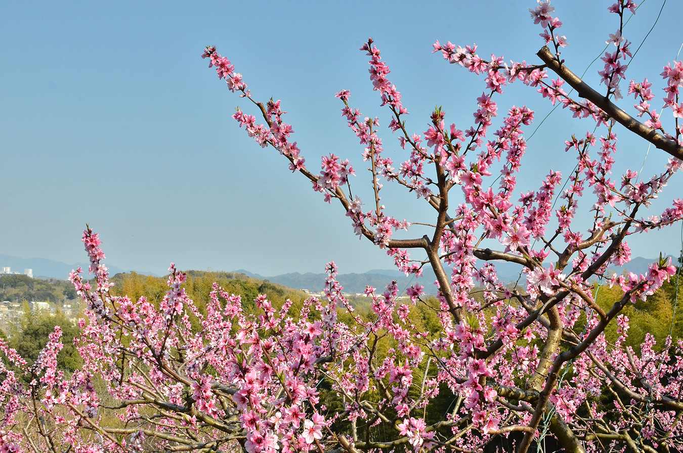 尾生町の桃（4月）
