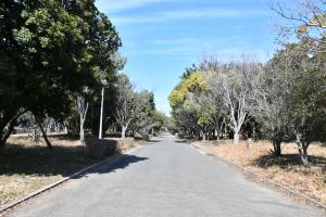公園内の道路