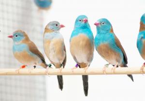 鮮やかな水色の鳥４羽