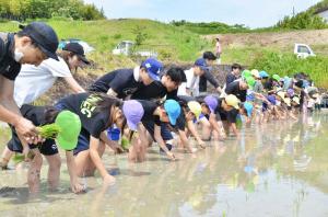 田植えをしている写真