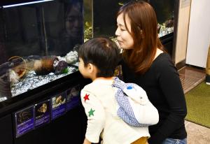水槽のタコを見る実緒さんと息子さん