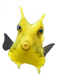 コンゴウフグ