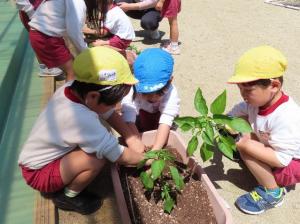 園児が野菜を植えてる様子