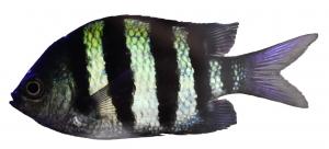 シマシマ柄の魚