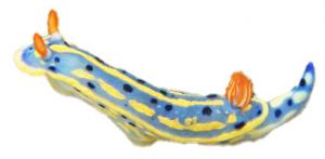 アオウミウシ