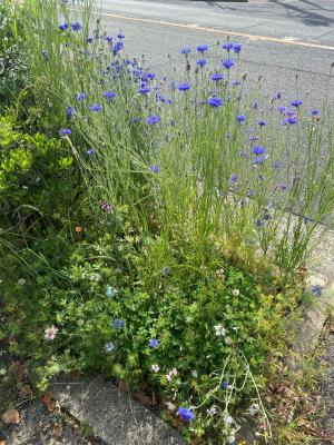 輝け！城北の方が植えた花が咲いている様子