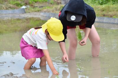 田植えする子ども1