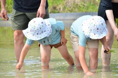 田植えする子ども2