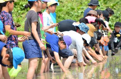 皆で田植え