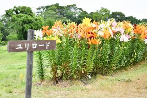ユリロードの案内板とユリの花