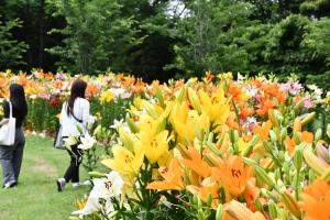 ユリの花とユリを見る女性