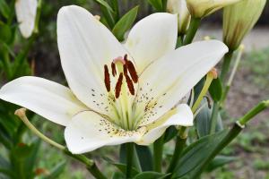 白のユリの花