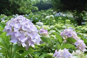 薄紫色のあじさい