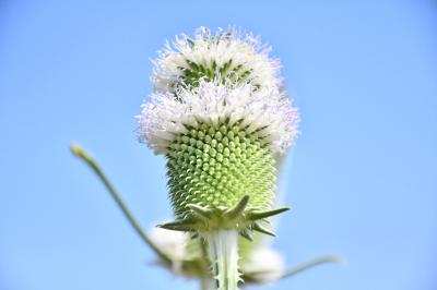 蕾