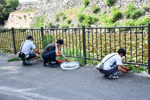 しゃがみ込み草を抜く男性3人