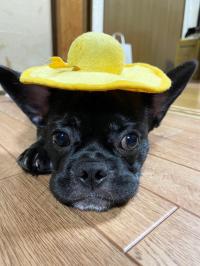 黄色い帽子を被った黒いペキニーズとフレンチブルドッグのミックス犬