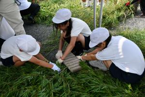 産卵床を作る児童たち