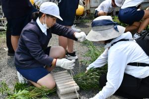 産卵床を作る児童たち