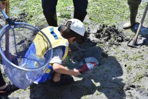 マテガイを引き抜く男の子