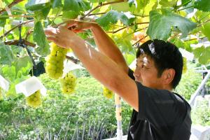 ぶどうを収穫する井出さん