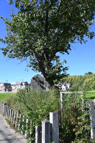 玉ねぎの碑2