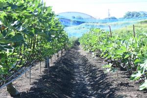 イチジク畑の写真