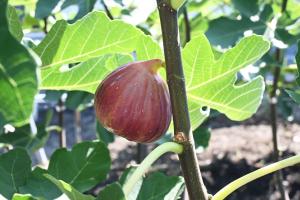 収穫する前の完熟したイチジクの写真