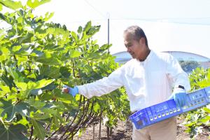 イチジクを収穫する谷藤さん