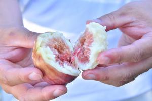 半分に手で裂いたイチジク