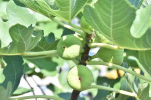 まだ青いイチジク