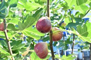 収穫前の完熟イチジク