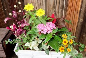 秋の花の寄せ植え