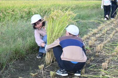 稲と子ども4