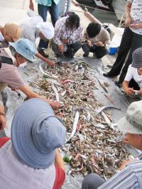 多くの魚を囲んで見学している様子