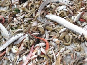 漁港で獲れた魚たち