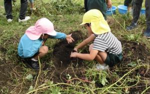 いもを掘っている様子