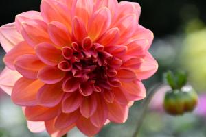 ピンク色のダリアの花