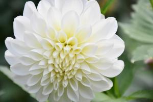 白色のダリアの花