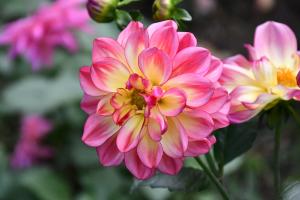 ピンク色とクリーム色のダリアの花