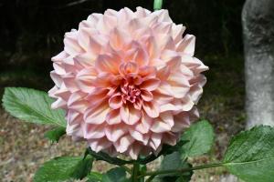 ピンク色のダリアの花