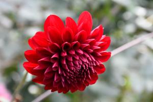 赤色のダリアの花