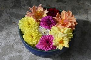 花手水のように飾られた色とりどりのダリアの花